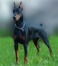 a well breed Doberman Pinscher dog